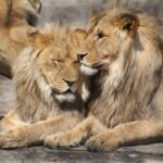 Lion friendship