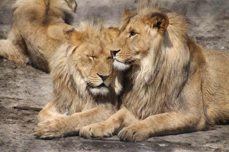 Lion friendship